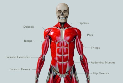 Anatomie neu erleben Anatomie neu erleben